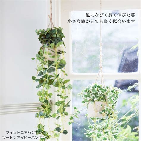 吊植物|吊るして飾る観葉植物「ハンギンググリーン」おすすめの種類、。